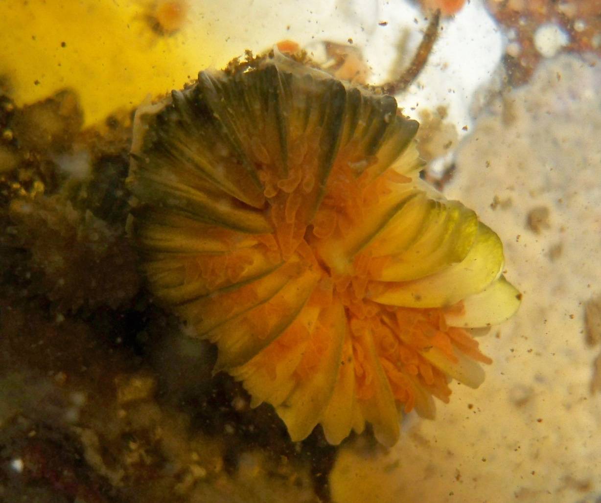 Ciencia para proteger el tesoro natural de Huinay