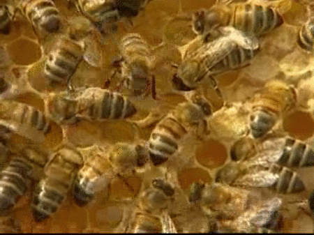 Las abejas, en peligro de extinción