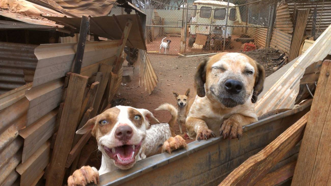 Cómo un cáncer transmisible se ha convertido en un parásito del perro