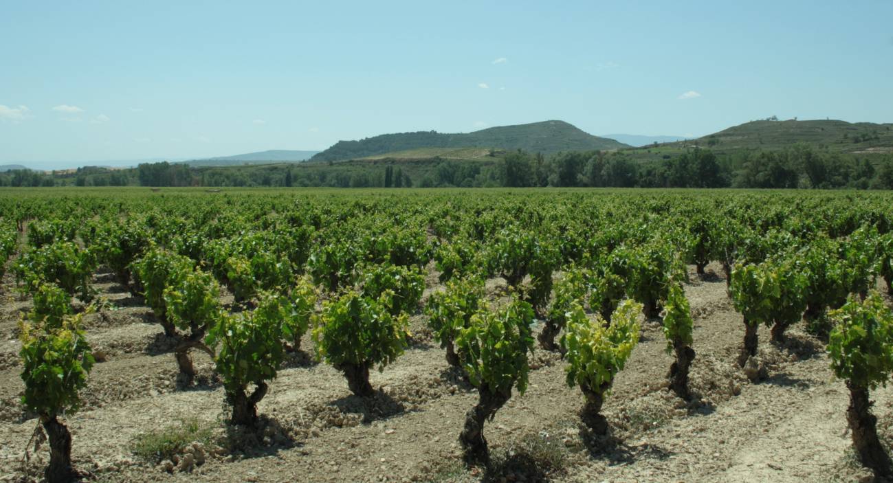 El Instituto de Recursos Naturales y Agrobiología de Salamanca (IRNASA) publica una novedosa investigación sobre herbicidas, fungicidas e insecticidas utilizados en el cultivo de la vid