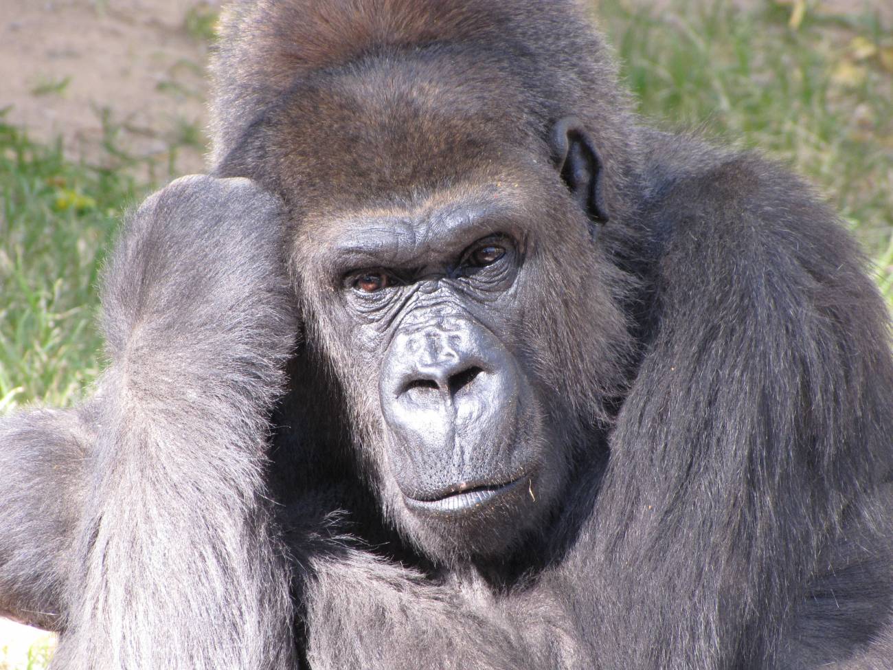La extinción de las especies más grandes amenaza el equilibrio en los procesos ecológicos a escala global