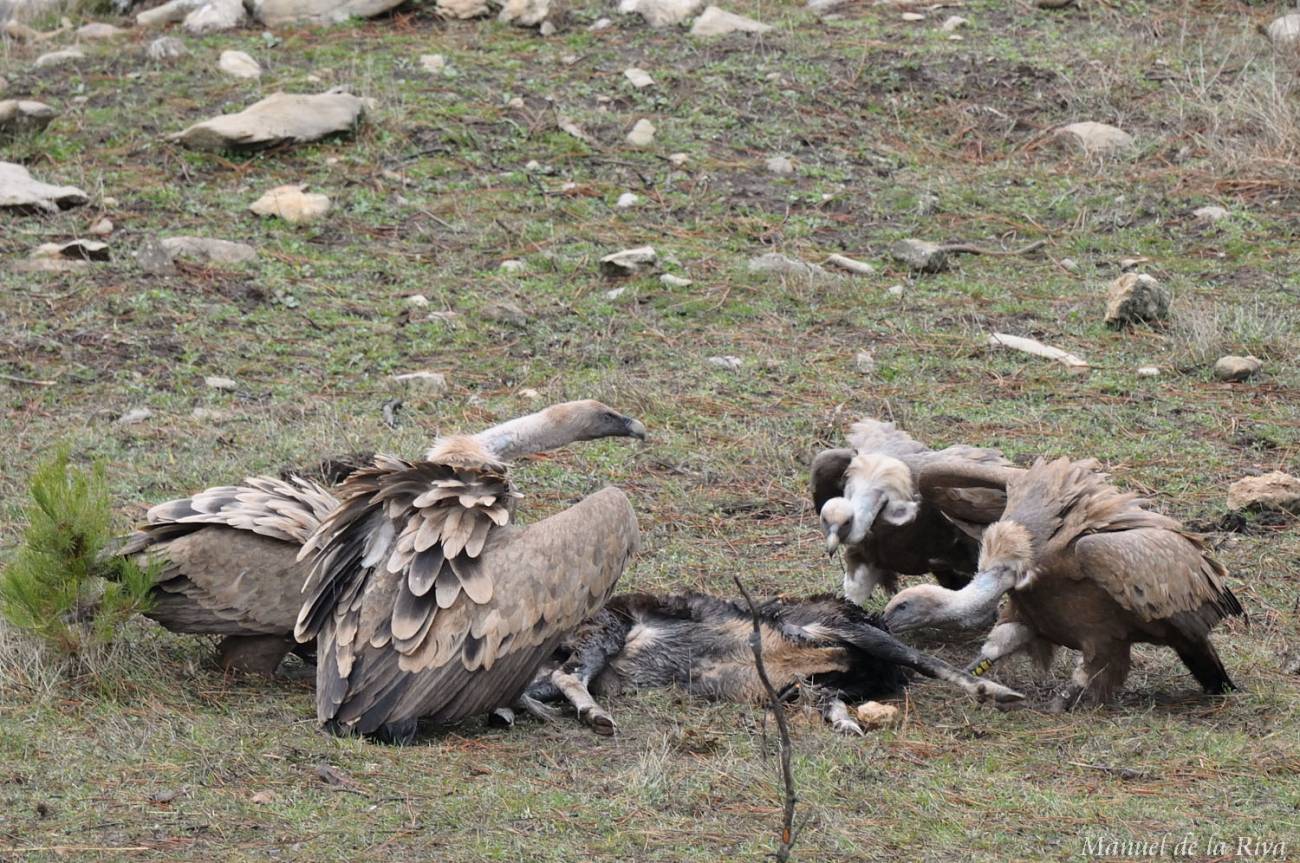 La recuperación del monte atrae a las grandes aves carroñeras