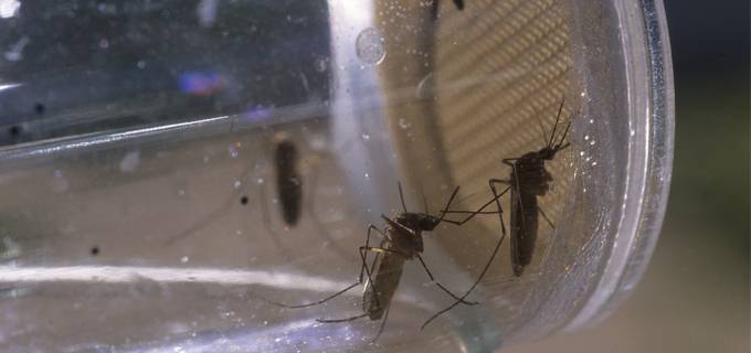 La temperatura afecta la eficacia de insecticidas contra la malaria
