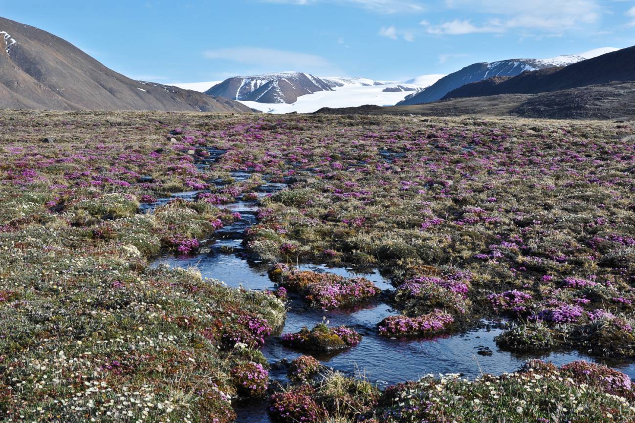 tundra