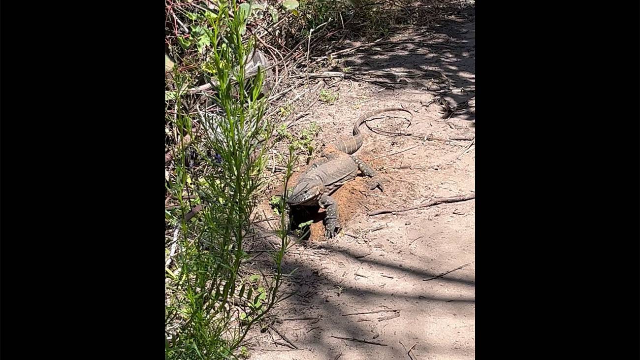 Un lagarto gigante australiano