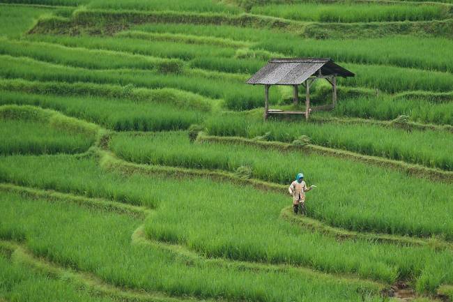 cultivo arroz