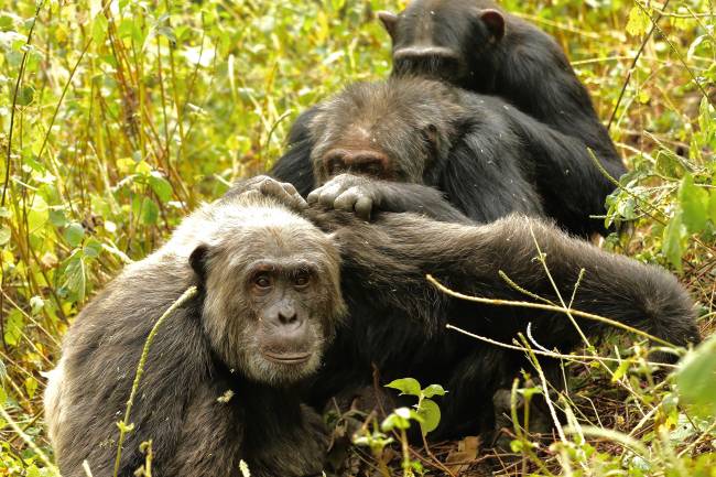 Chimpancés