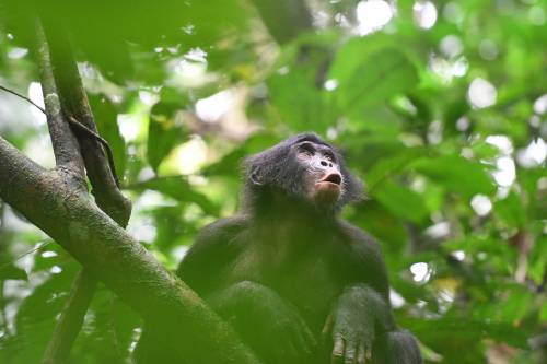 Bonobo de la comunidad Fekako