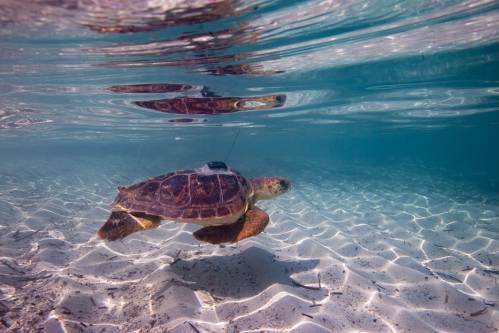 tortura, megafauna, actividad humana, pesca, transporte, cambio climático
