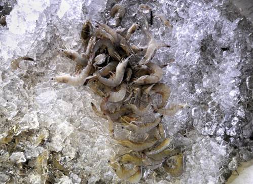 Mal etiquetado de un tercio de los productos de gambas y langostinos